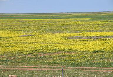 노란빛 야생화 천국, 모로코 들녘
